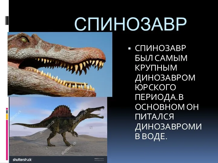 СПИНОЗАВР СПИНОЗАВР БЫЛ САМЫМ КРУПНЫМ ДИНОЗАВРОМ ЮРСКОГО ПЕРИОДА.В ОСНОВНОМ ОН ПИТАЛСЯ ДИНОЗАВРОМИ В ВОДЕ.