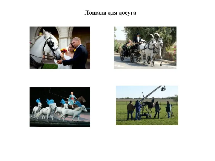 Лошади для досуга