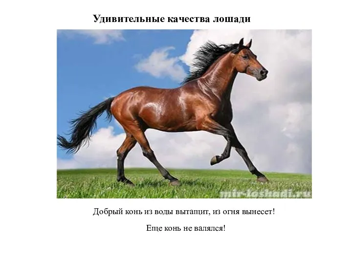 Удивительные качества лошади Добрый конь из воды вытащит, из огня вынесет! Еще конь не валялся!