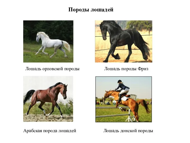 Породы лошадей Лошадь орловской породы Лошадь породы Фриз Арабская порода лошадей Лошадь донской породы