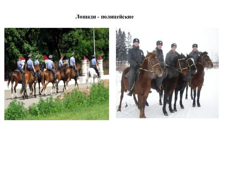 Лошади - полицейские