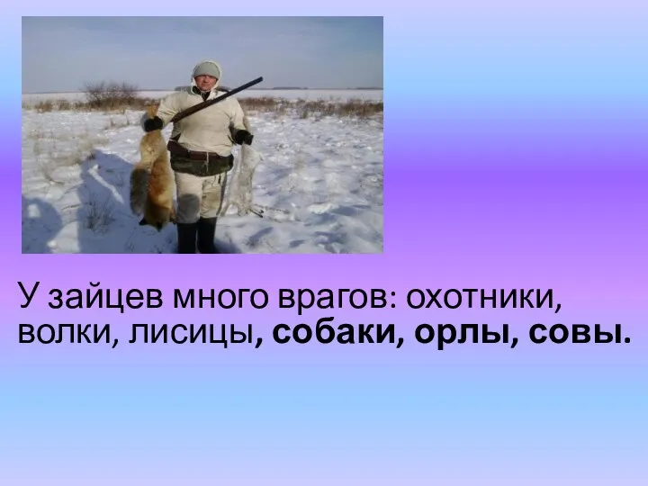 У зайцев много врагов: охотники, волки, лисицы, собаки, орлы, совы.