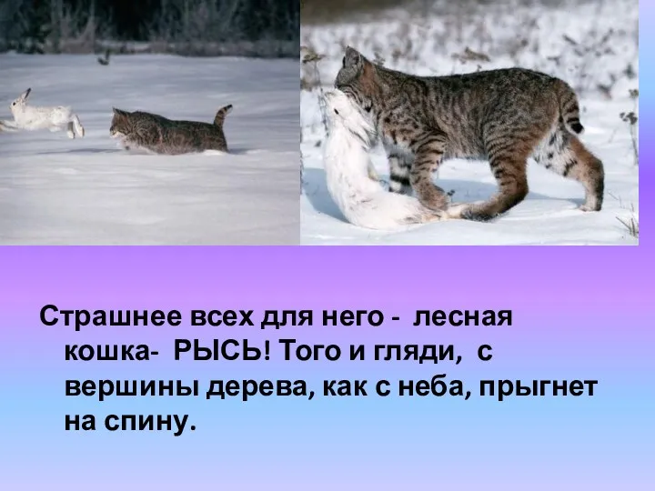 Страшнее всех для него - лесная кошка- РЫСЬ! Того и