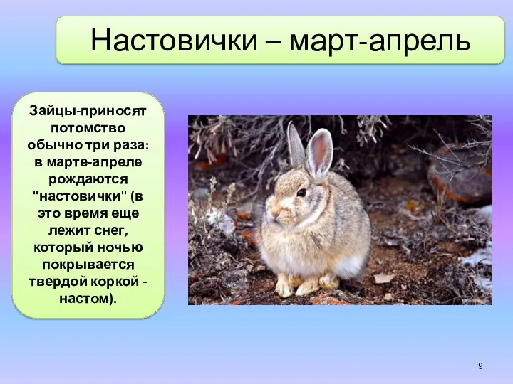 Зайцы-приносят потомство обычно три раза: в марте-апреле рождаются "настовички" (в