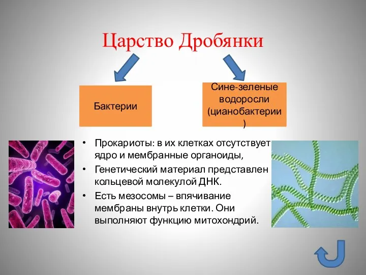 Царство Дробянки Бактерии Сине-зеленые водоросли (цианобактерии) Прокариоты: в их клетках