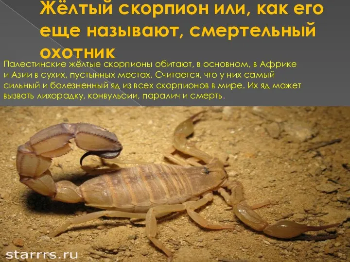 Жёлтый скорпион или, как его еще называют, смертельный охотник Палестинские