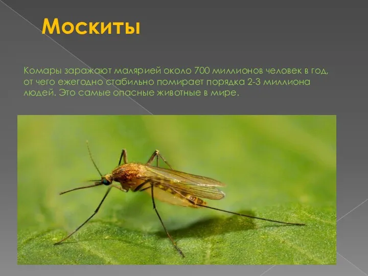 Москиты Комары заражают малярией около 700 миллионов человек в год,