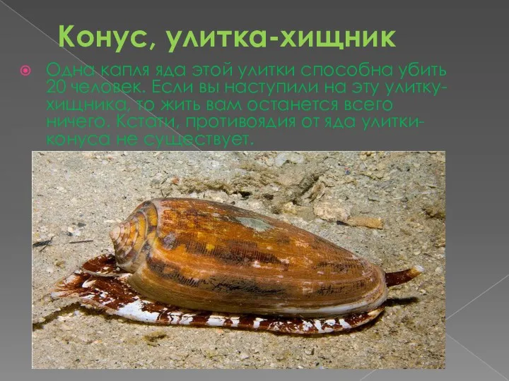 Конус, улитка-хищник Одна капля яда этой улитки способна убить 20