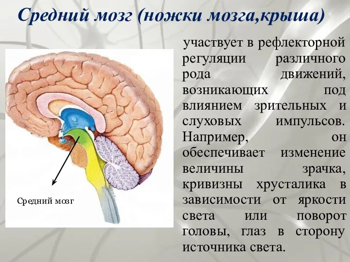 Средний мозг (ножки мозга,крыша) участвует в рефлекторной регуляции различного рода