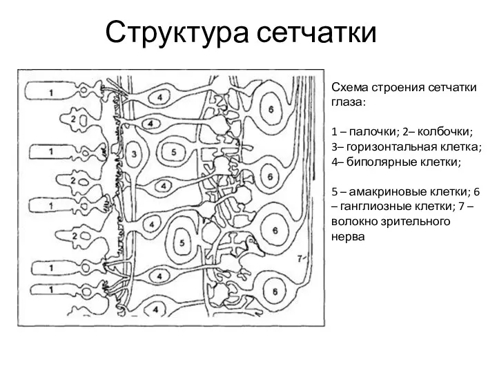 Структура сетчатки Схема строения сетчатки глаза: 1 – палочки; 2– колбочки; 3– горизонтальная