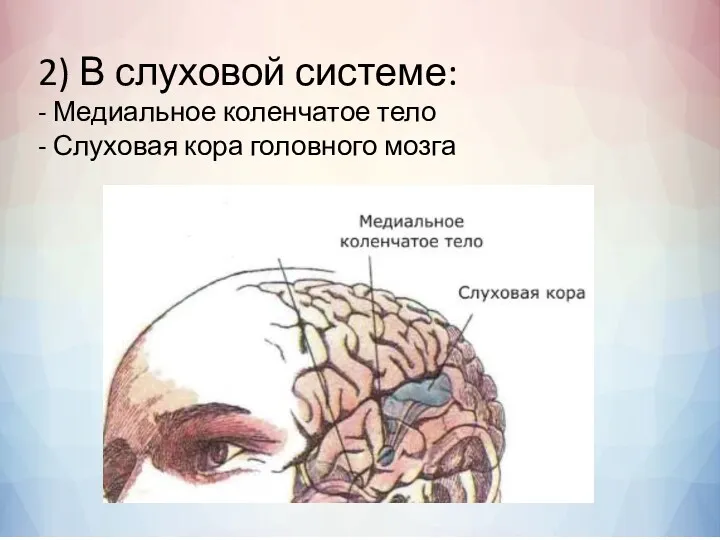 2) В слуховой системе: - Медиальное коленчатое тело - Слуховая кора головного мозга