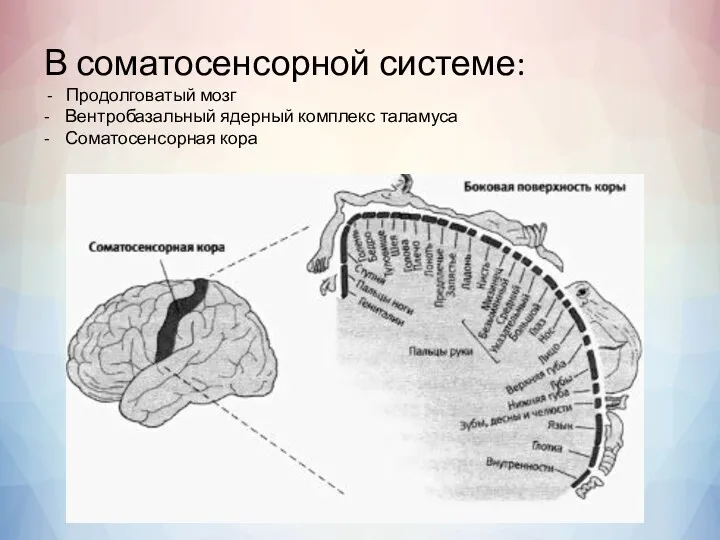 В соматосенсорной системе: Продолговатый мозг - Вентробазальный ядерный комплекс таламуса - Соматосенсорная кора