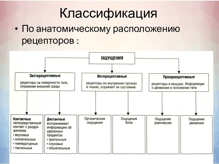 Классификация По анатомическому расположению рецепторов :