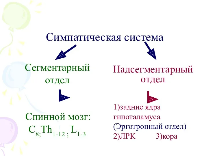 Симпатическая система Сегментарный отдел Спинной мозг: С8;Th1-12 ; L1-3 Надсегментарный