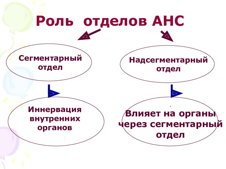 Роль отделов АНС Сегментарный отдел Иннервация внутренних органов Надсегментарный отдел