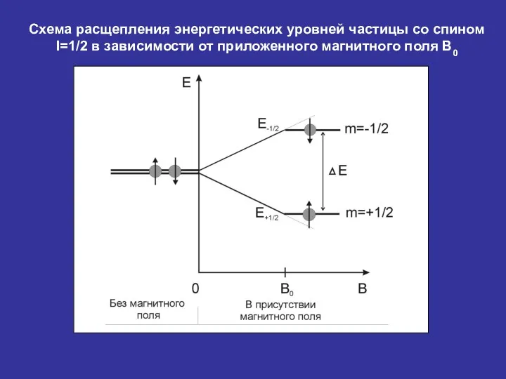 Схема расщепления энергетических уровней частицы со спином I=1/2 в зависимости от приложенного магнитного поля В0