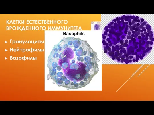 КЛЕТКИ ЕСТЕСТВЕННОГО ВРОЖДЕННОГО ИММУНИТЕТА Гранулоциты Нейтрофилы Базофилы