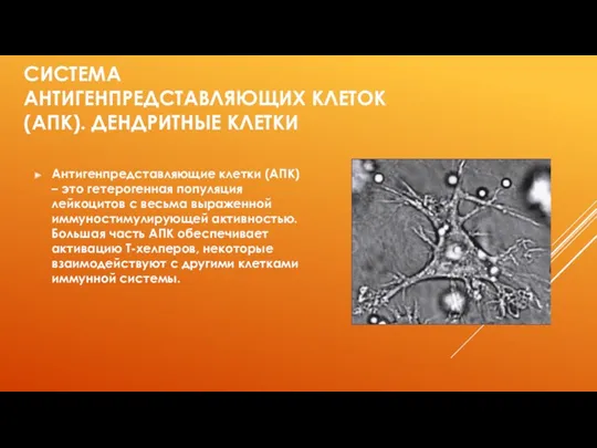 СИСТЕМА АНТИГЕНПРЕДСТАВЛЯЮЩИХ КЛЕТОК (АПК). ДЕНДРИТНЫЕ КЛЕТКИ Антигенпредставляющие клетки (АПК) –