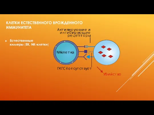 КЛЕТКИ ЕСТЕСТВЕННОГО ВРОЖДЕННОГО ИММУНИТЕТА Естественные киллеры (ЕК, NK-клетки)