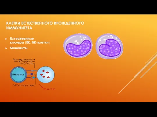 КЛЕТКИ ЕСТЕСТВЕННОГО ВРОЖДЕННОГО ИММУНИТЕТА Естественные киллеры (ЕК, NK-клетки) Моноциты