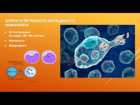 КЛЕТКИ ЕСТЕСТВЕННОГО ВРОЖДЕННОГО ИММУНИТЕТА Естественные киллеры (ЕК, NK-клетки) Моноциты Макрофаги