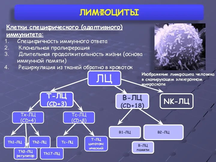 ЛИМФОЦИТЫ Клетки специфического (адаптивного) иммунитета: Специфичность иммунного ответа Клональная пролиферация Длительная продолжительность жизни