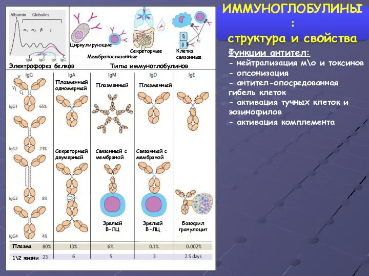 ИММУНОГЛОБУЛИНЫ: структура и свойства Электрофорез белков Типы иммуноглобулинов Циркулирующие Мембраносвязанные Секреторные Клетка связанные
