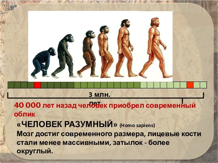 3 млн. лет 40 000 лет назад человек приобрел современный