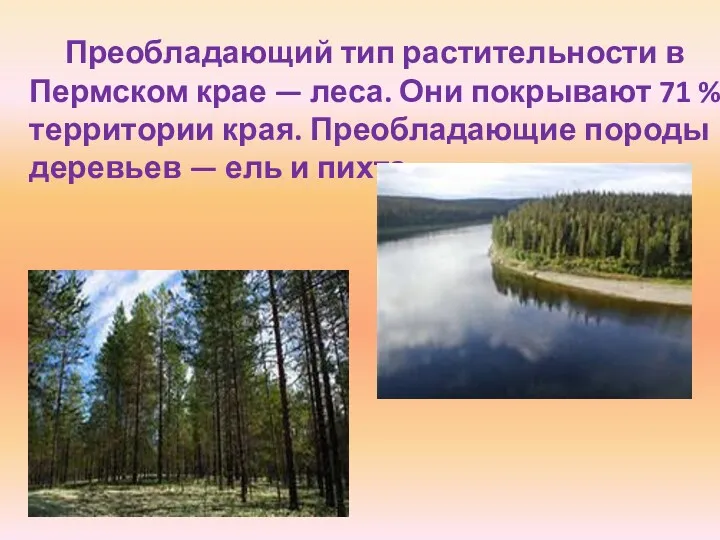 Преобладающий тип растительности в Пермском крае — леса. Они покрывают