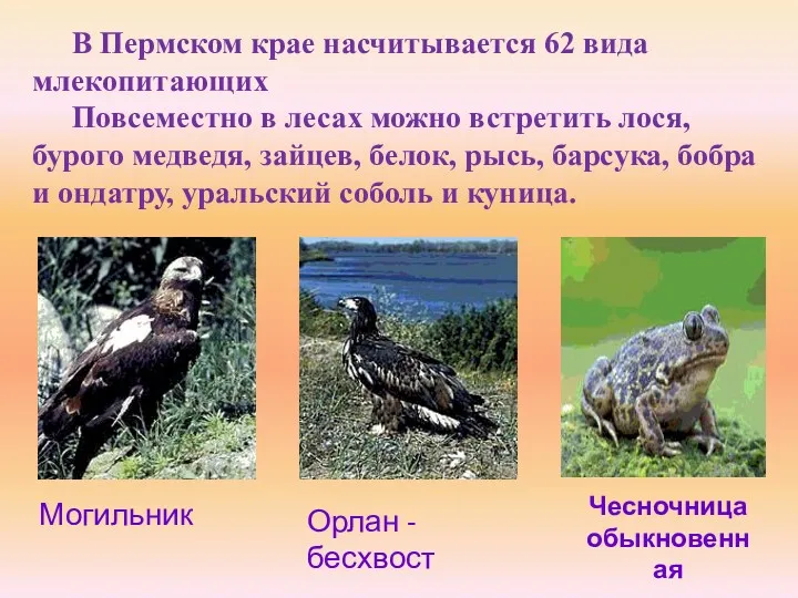 В Пермском крае насчитывается 62 вида млекопитающих Повсеместно в лесах