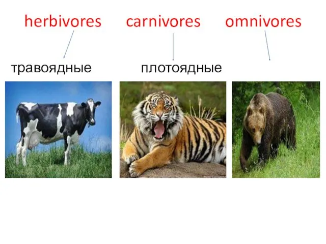 herbivores carnivores omnivores травоядные плотоядные всеядные