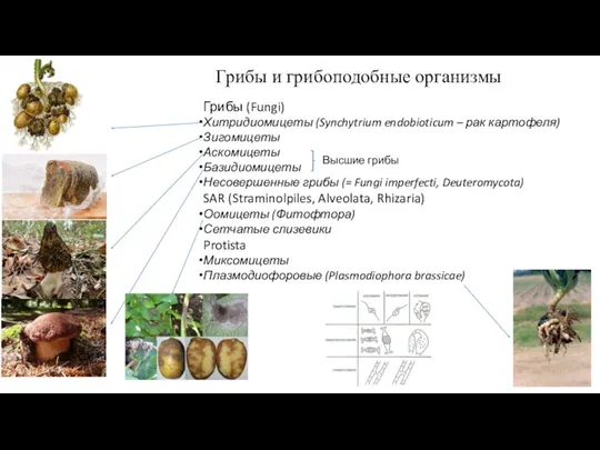 Грибы и грибоподобные организмы Грибы (Fungi) Хитридиомицеты (Syn­chytrium endobioticum –