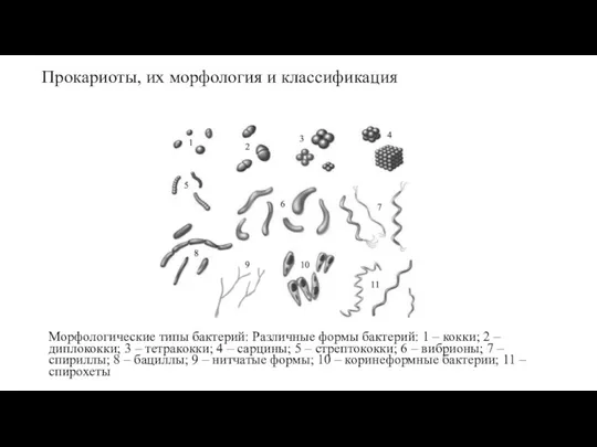 Прокариоты, их морфология и классификация Морфологические типы бактерий: Различные формы