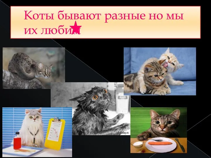 Коты бывают разные но мы их любим