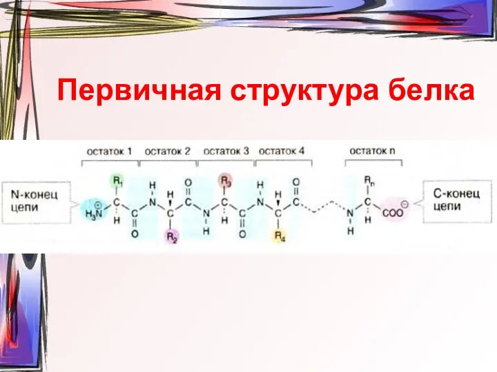 Первичная структура белка