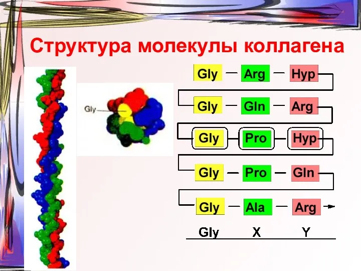 Структура молекулы коллагена