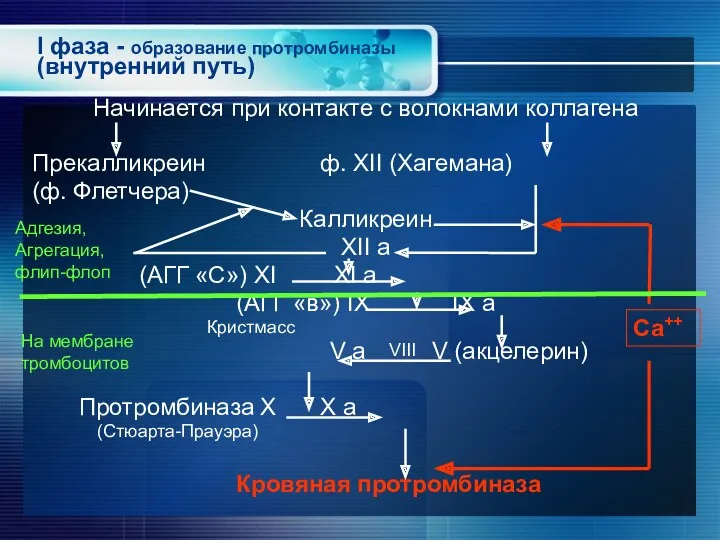 I фаза - образование протромбиназы (внутренний путь) Начинается при контакте с волокнами коллагена