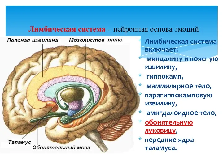 Лимбическая система – нейронная основа эмоций Лимбическая система включает: миндалину