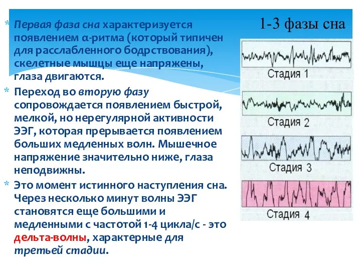 1-3 фазы сна Первая фаза сна характеризуется появлением α-ритма (который