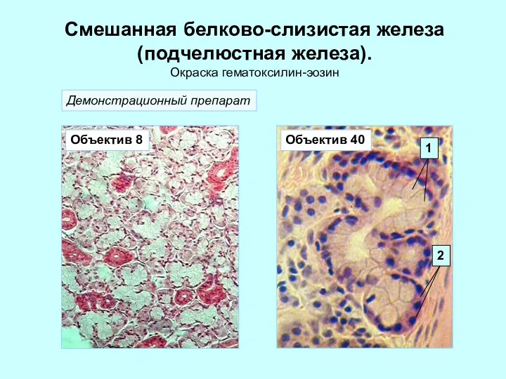 Смешанная белково-слизистая железа (подчелюстная железа). Окраска гематоксилин-эозин Демонстрационный препарат Объектив 8 Объектив 40 1 2