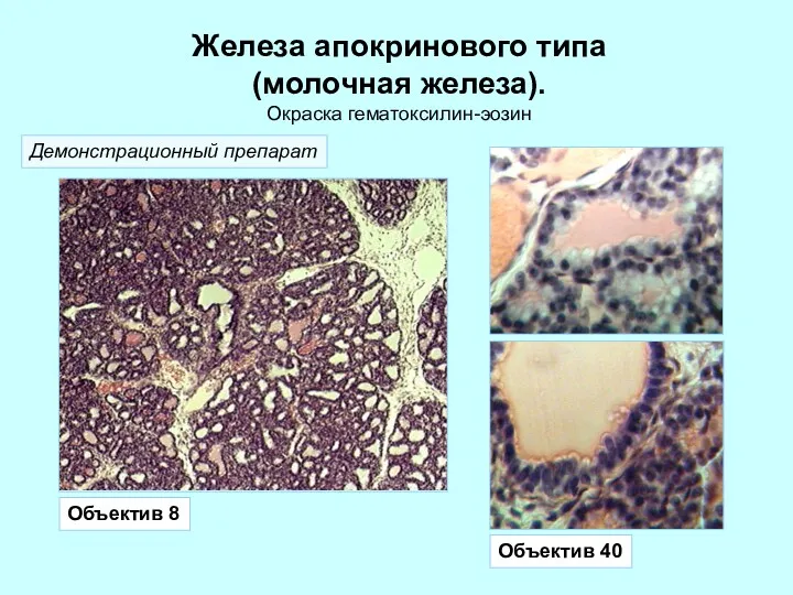 Железа апокринового типа (молочная железа). Окраска гематоксилин-эозин Объектив 8 Объектив 40 Демонстрационный препарат