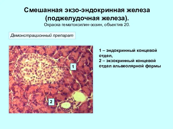 Смешанная экзо-эндокринная железа (поджелудочная железа). Окраска гематоксилин-эозин, объектив 20. 1