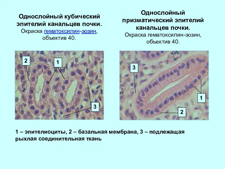 Однослойный кубический эпителий канальцев почки. Окраска гематоксилин-эозин, объектив 40. Однослойный