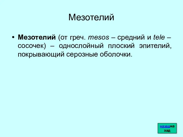 Мезотелий Мезотелий (от греч. mesos – средний и tele –