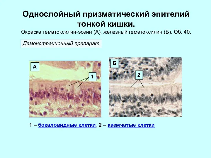 Однослойный призматический эпителий тонкой кишки. Окраска гематоксилин-эозин (А), железный гематоксилин