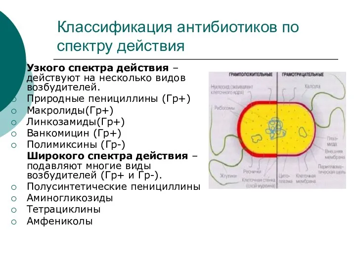 Классификация антибиотиков по спектру действия Узкого спектра действия – действуют