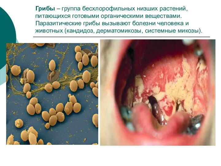 Грибы – группа бесхлорофильных низших растений, питающихся готовыми органическими веществами.