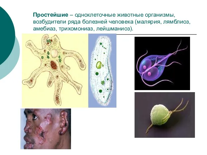 Простейшие – одноклеточные животные организмы, возбудители ряда болезней человека (малярия, лямблиоз, амебиаз, трихомониаз, лейшманиоз).