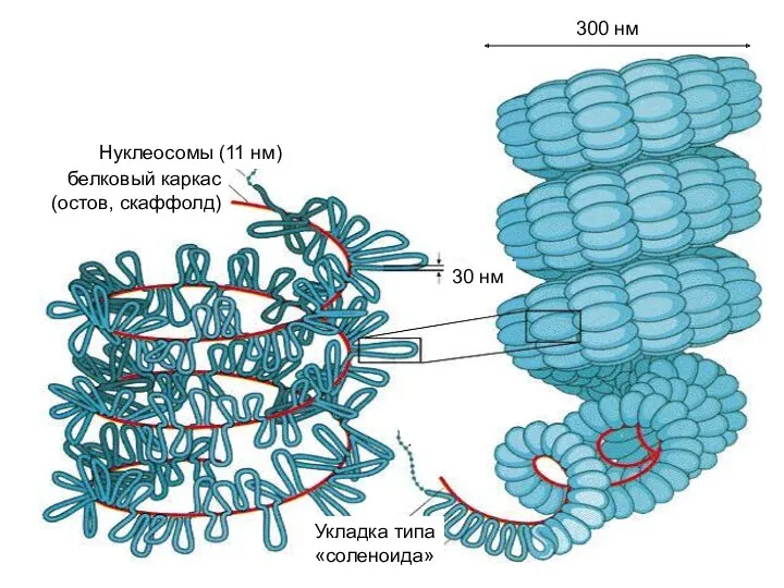 белковый каркас (остов, скаффолд) Нуклеосомы (11 нм) 30 нм Укладка типа «соленоида» 300 нм