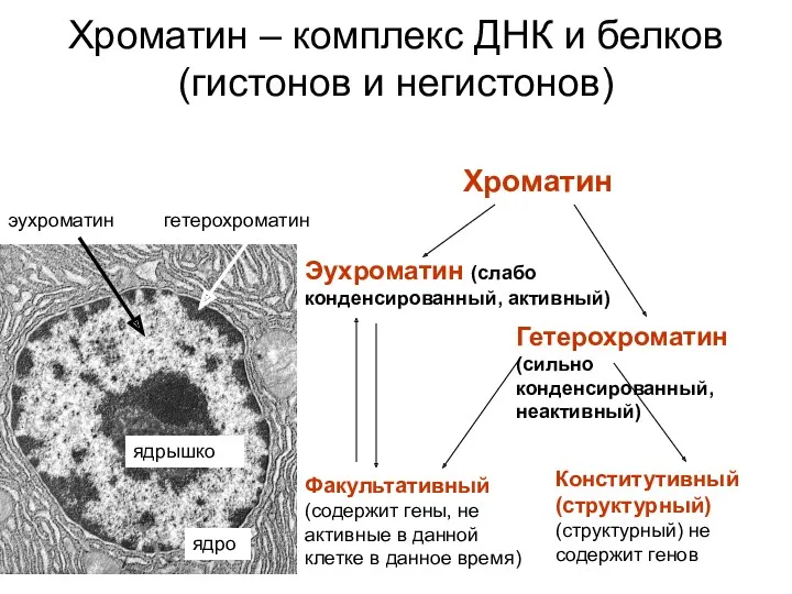 Хроматин – комплекс ДНК и белков (гистонов и негистонов) Хроматин